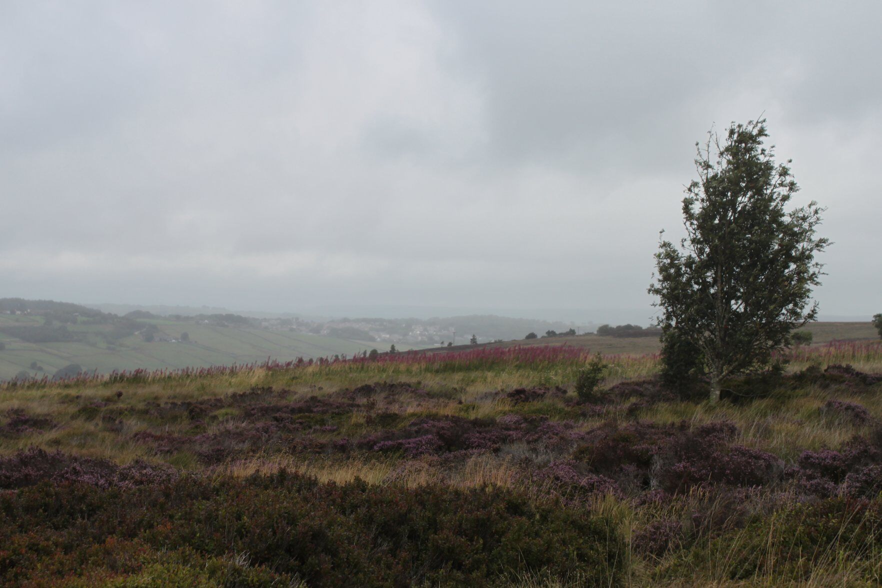 A photo of the moor outside Haworth, UK. Photo mine.